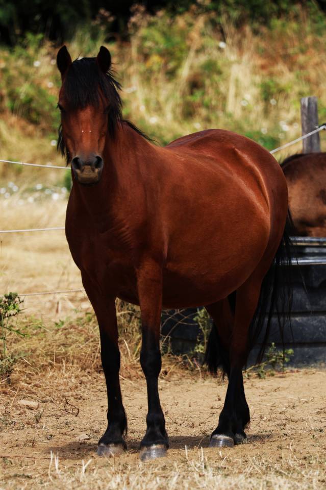 Fattrice Welsh Poney (Sezione B) In vendita 2012 Baio ,  URKOS DES BERTAINES