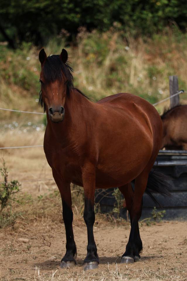 Fattrice Welsh Poney (Sezione B) In vendita 2012 Baio ,  URKOS DES BERTAINES