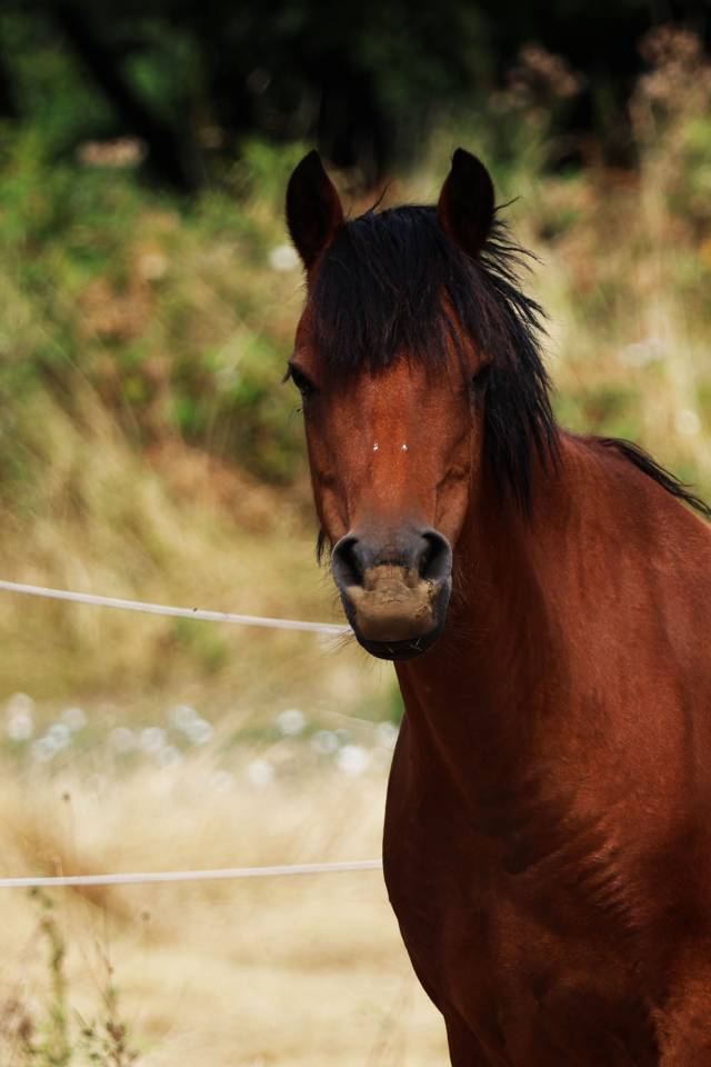 Fattrice Welsh Poney (Sezione B) In vendita 2012 Baio ,  URKOS DES BERTAINES