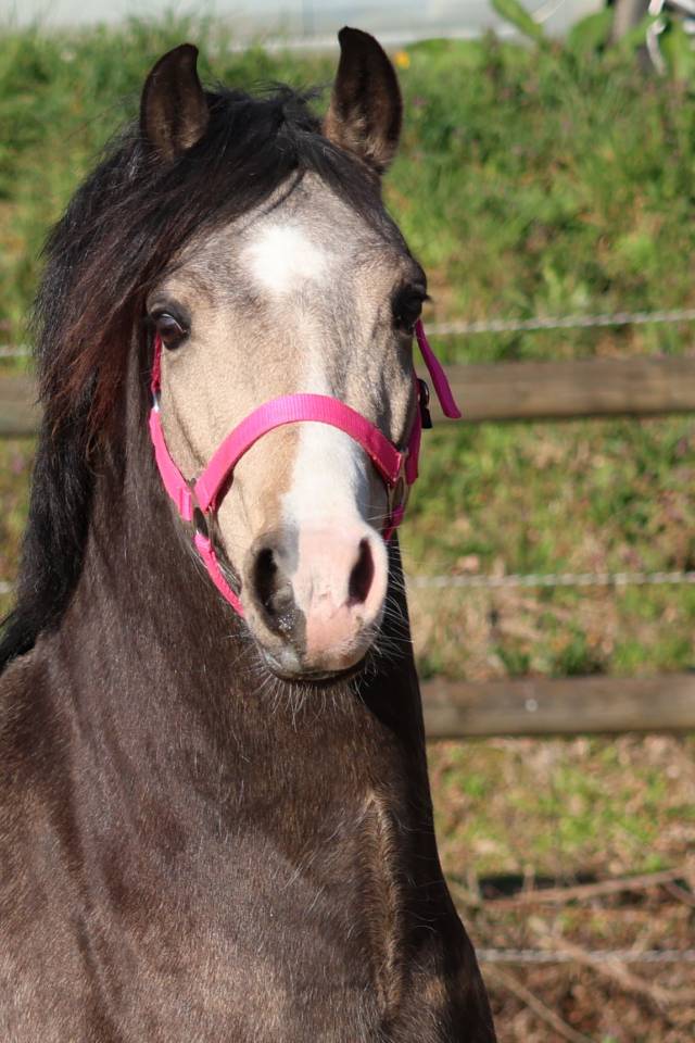 Fattrice Welsh Poney (Sezione B) In vendita 2012 Baio ,  URKOS DES BERTAINES