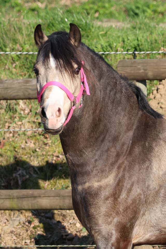 Fattrice Welsh Poney (Sezione B) In vendita 2012 Baio ,  URKOS DES BERTAINES