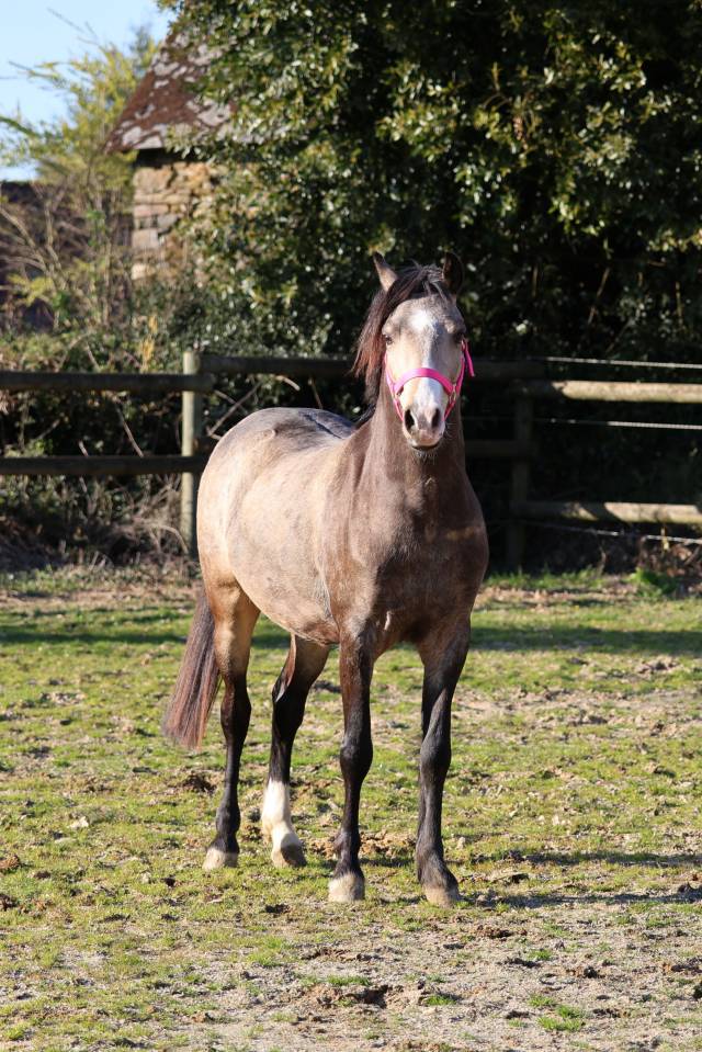 Fattrice Welsh Poney (Sezione B) In vendita 2012 Baio ,  URKOS DES BERTAINES