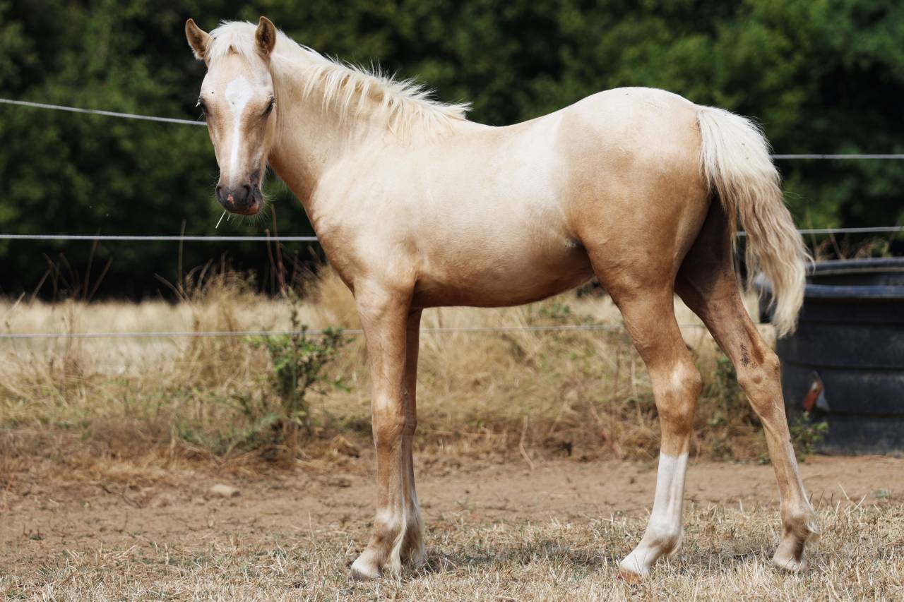 Fattrice Welsh Poney (Sezione B) In vendita 2012 Baio ,  URKOS DES BERTAINES