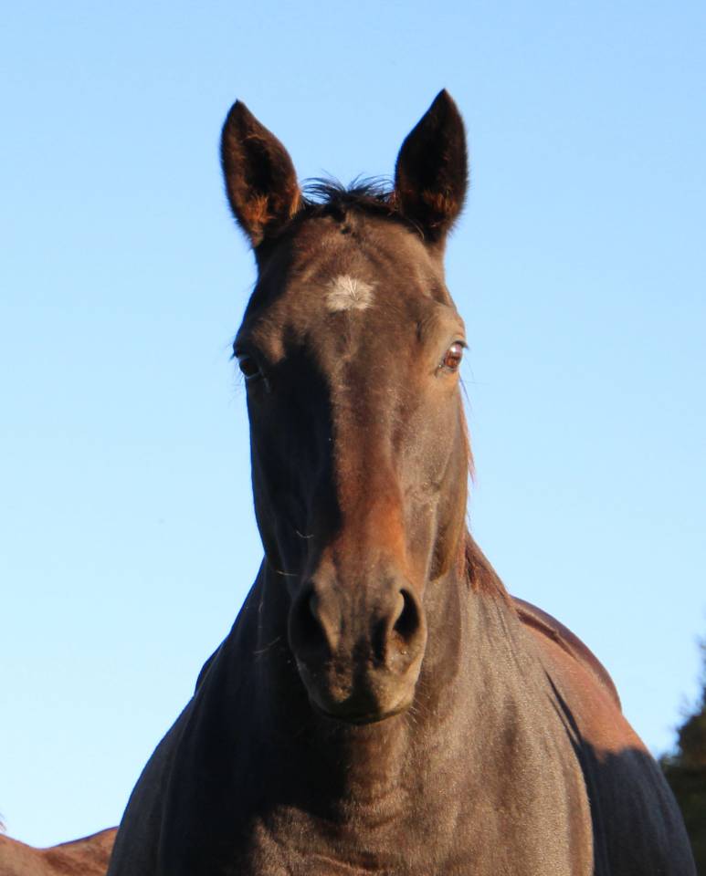 Fattrice Anglo-Arabo da Complemente In vendita 2009 Baio scuro ,  KORRIGAN DU GEVAUDAN