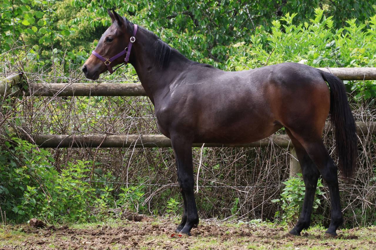 Fattrice Anglo-Arabo da Complemente In vendita 2009 Baio scuro ,  KORRIGAN DU GEVAUDAN