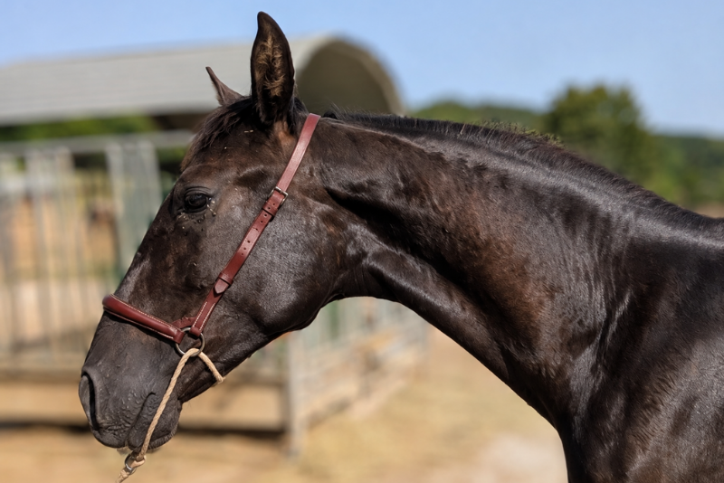 Puledro PRE Andaluso In vendita 2025 Nero ,  BREAMO