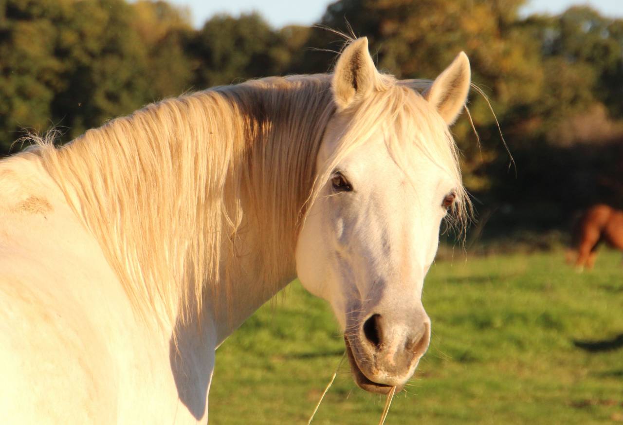 Fattrice Welsh Poney (Sezione B) In vendita 2006 Grigio ,  Hercule d'audes
