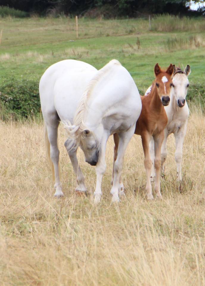 Fattrice Welsh Poney (Sezione B) In vendita 2006 Grigio ,  Hercule d'audes