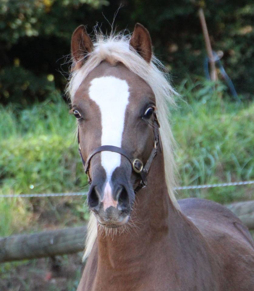 Fattrice Welsh Poney (Sezione B) In vendita 2006 Grigio ,  Hercule d'audes