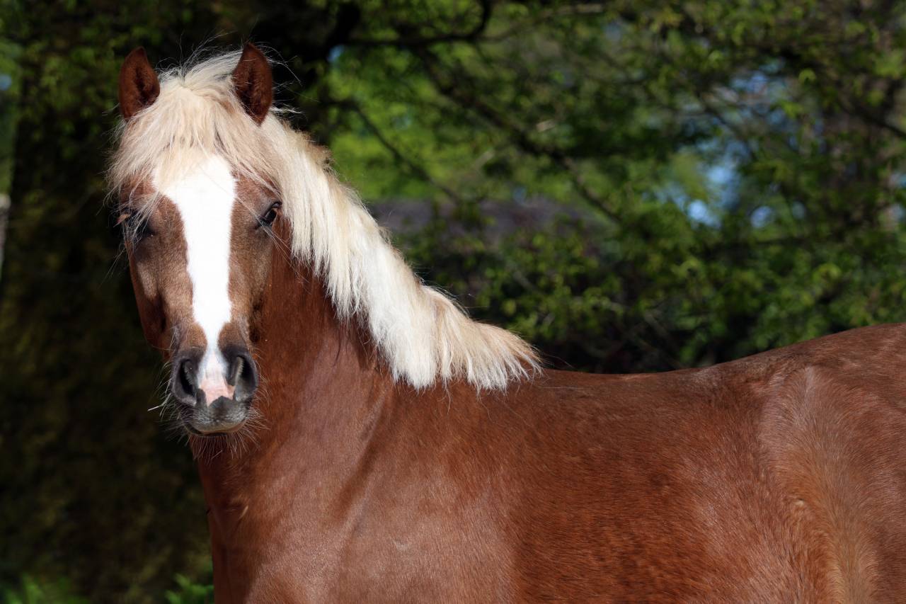 Fattrice Welsh Poney (Sezione B) In vendita 2006 Grigio ,  Hercule d'audes