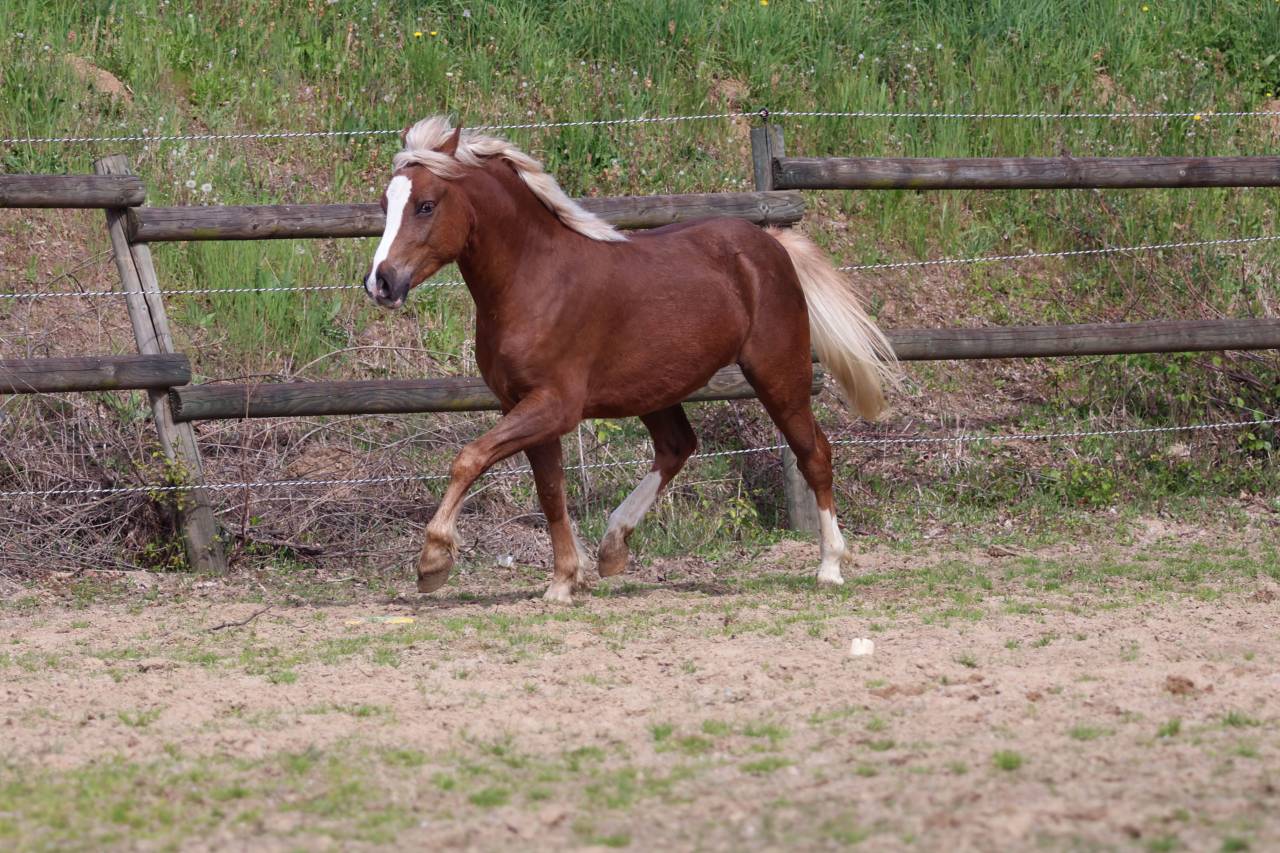 Fattrice Welsh Poney (Sezione B) In vendita 2006 Grigio ,  Hercule d'audes