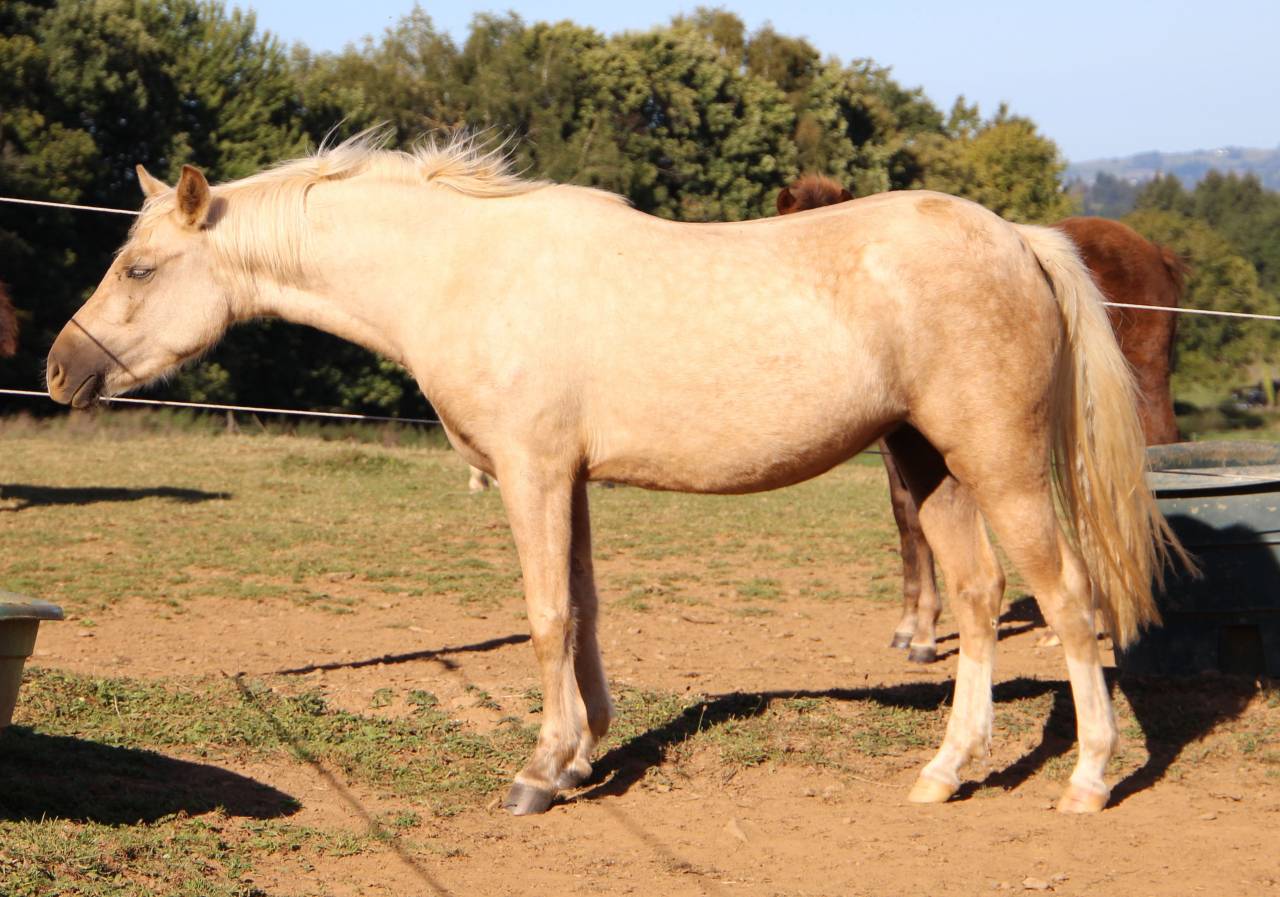 Fattrice Welsh Poney (Sezione B) In vendita 2006 Grigio ,  Hercule d'audes