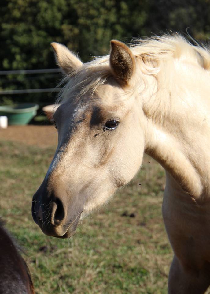 Fattrice Welsh Poney (Sezione B) In vendita 2006 Grigio ,  Hercule d'audes