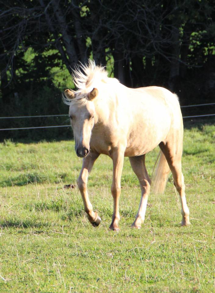 Fattrice Welsh Poney (Sezione B) In vendita 2006 Grigio ,  Hercule d'audes