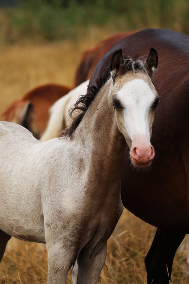 Puledro Welsh Poney (Sezione B) In vendita 2026 Isabella ,  WAXWING ORATOR