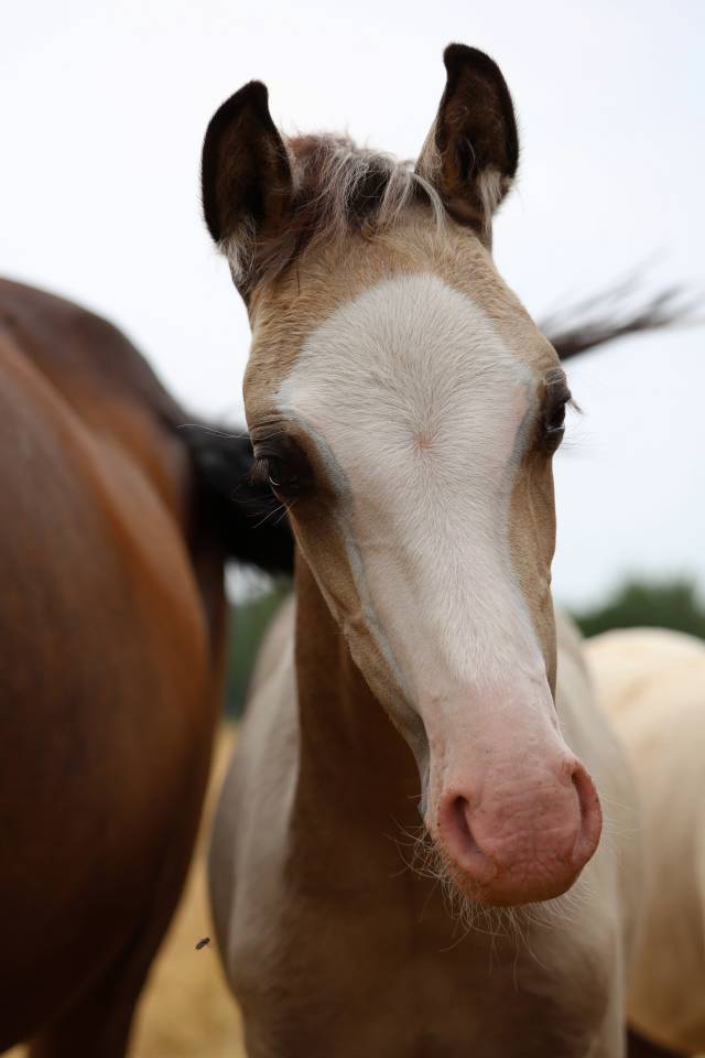Puledro Welsh Poney (Sezione B) In vendita 2026 Isabella ,  WAXWING ORATOR