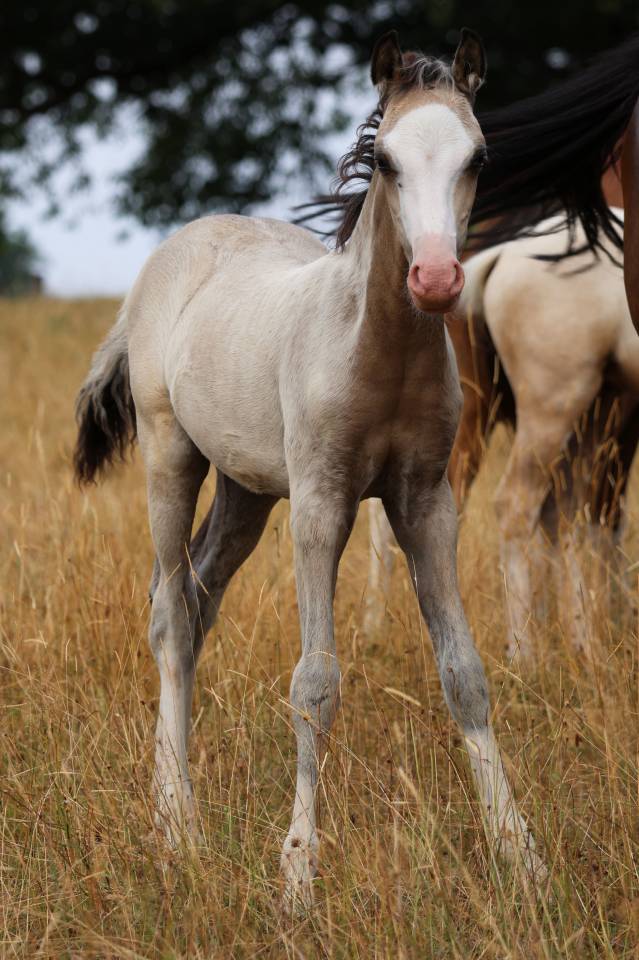 Puledro Welsh Poney (Sezione B) In vendita 2026 Isabella ,  WAXWING ORATOR