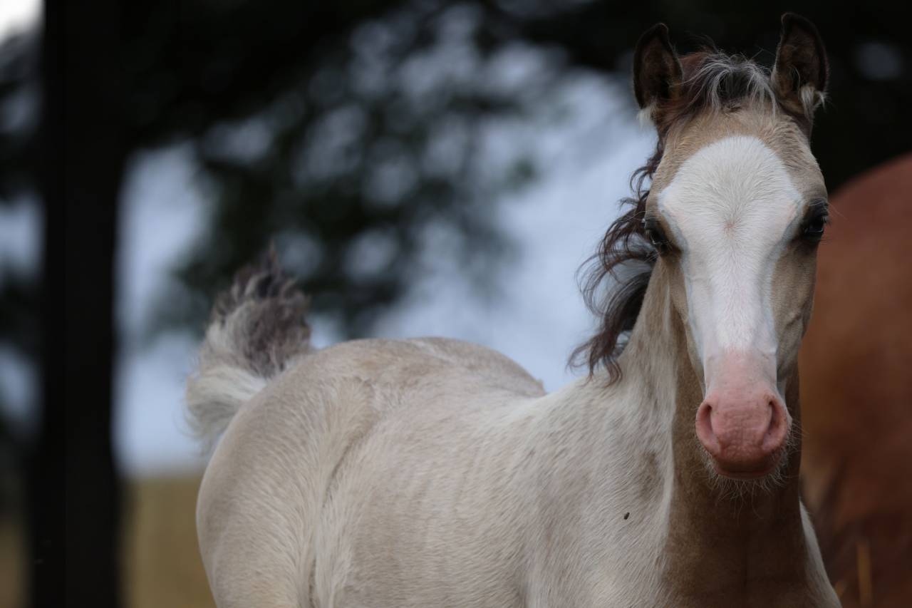 Puledro Welsh Poney (Sezione B) In vendita 2026 Isabella ,  WAXWING ORATOR