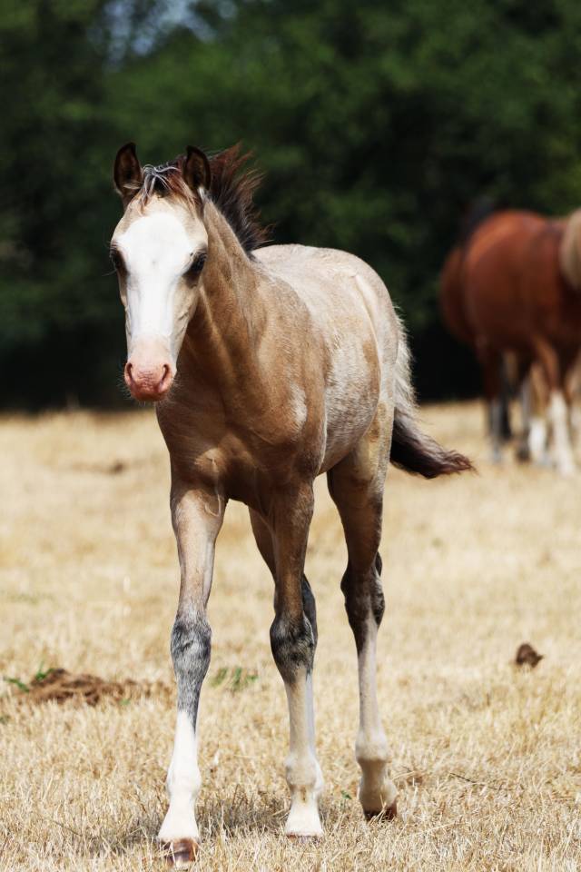Puledro Welsh Poney (Sezione B) In vendita 2026 Isabella ,  WAXWING ORATOR