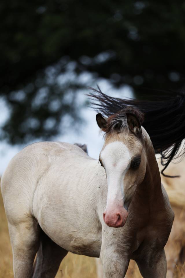Puledro Welsh Poney (Sezione B) In vendita 2026 Isabella ,  WAXWING ORATOR