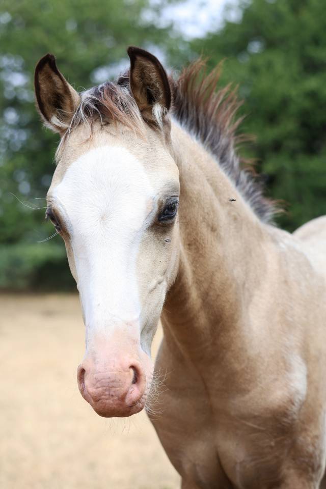 Puledro Welsh Poney (Sezione B) In vendita 2026 Isabella ,  WAXWING ORATOR