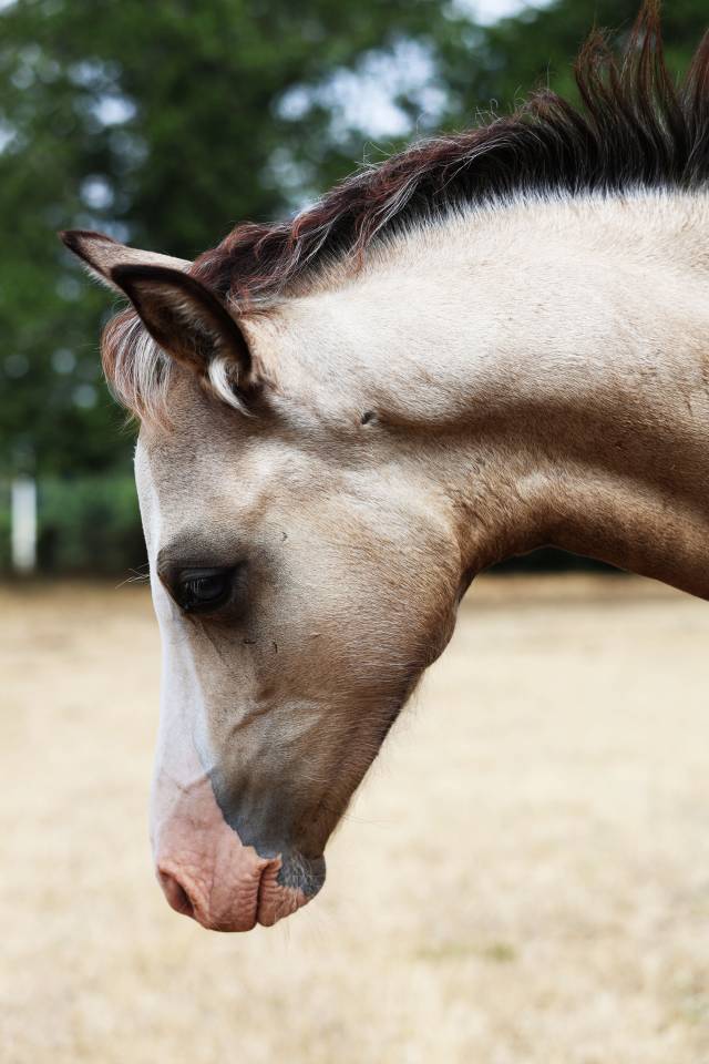 Puledro Welsh Poney (Sezione B) In vendita 2026 Isabella ,  WAXWING ORATOR