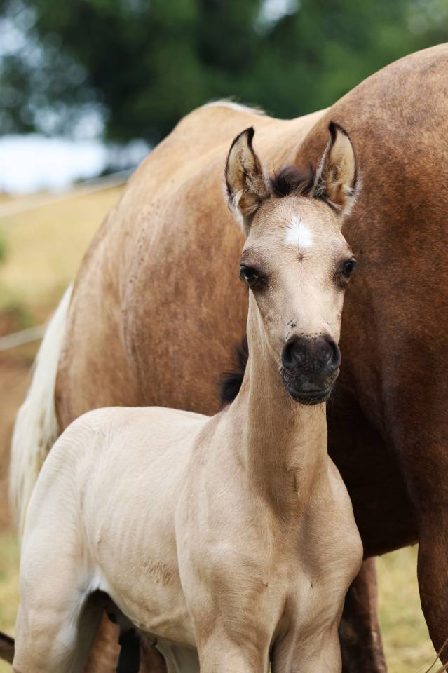 Puledro Welsh Poney (Sezione B) In vendita 2026 Isabella