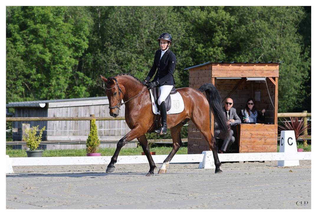 Castrone KWPN Cavallo da Sport Neerlandese In vendita 2022 Baio