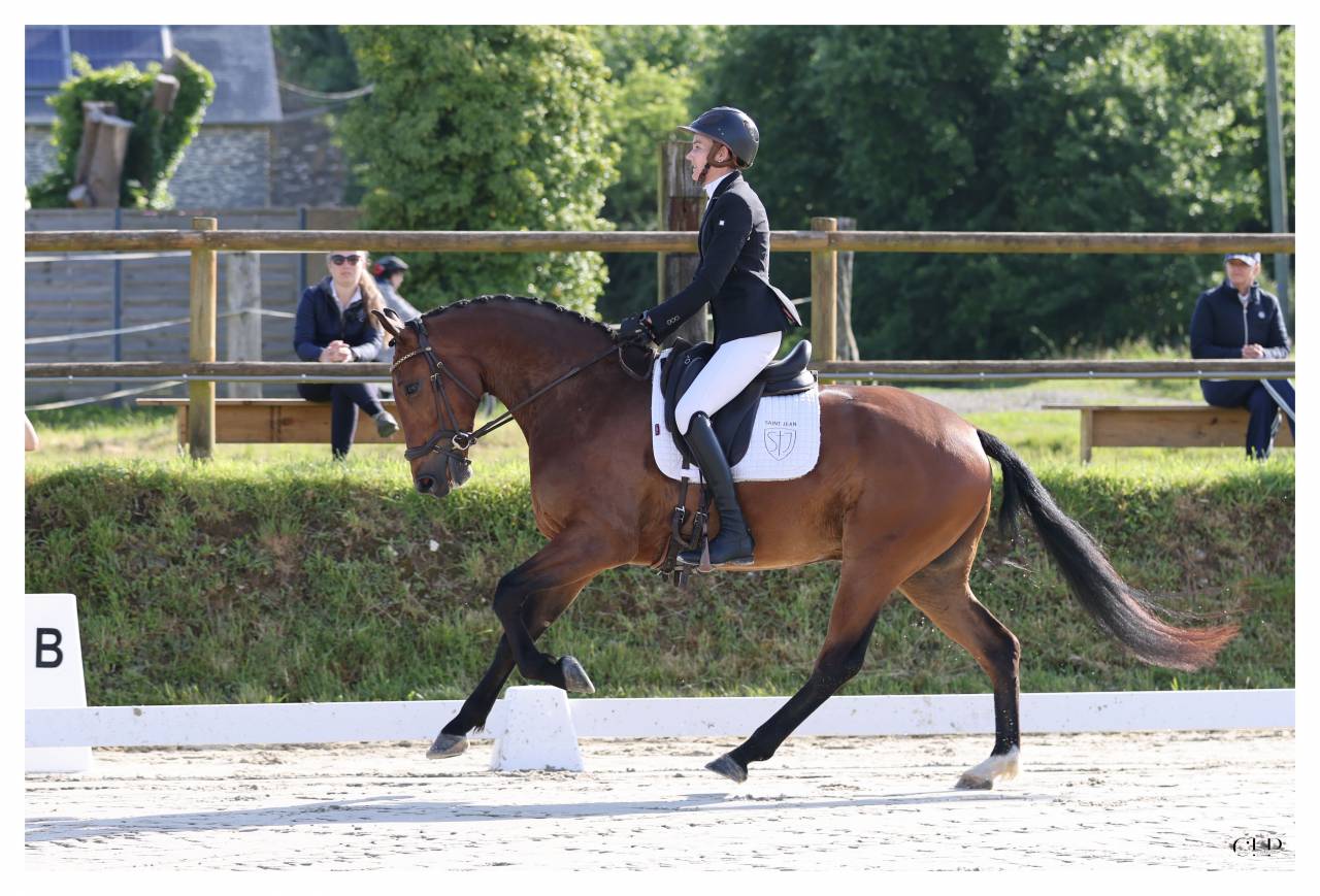 Castrone KWPN Cavallo da Sport Neerlandese In vendita 2022 Baio