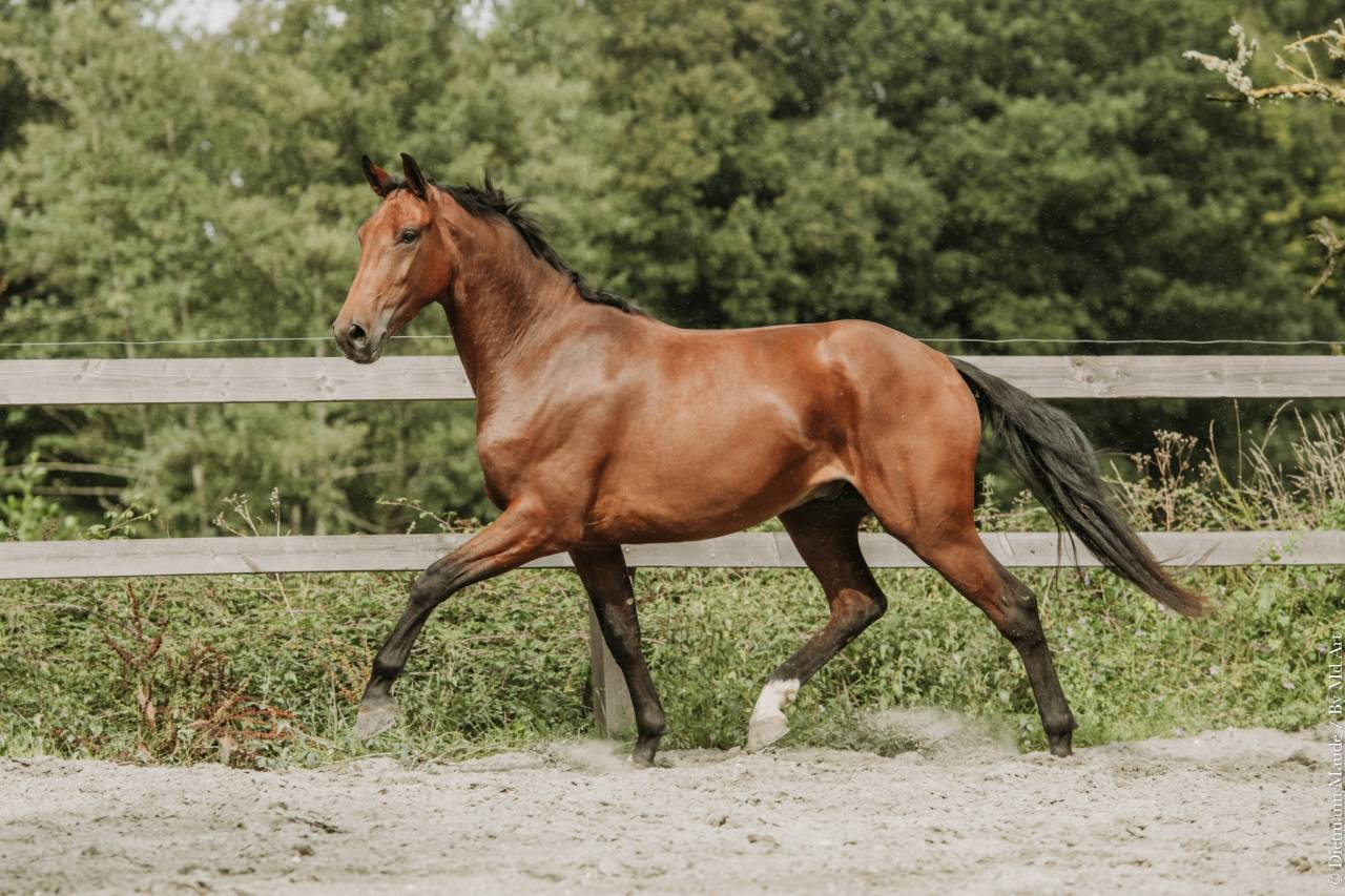 Castrone KWPN Cavallo da Sport Neerlandese In vendita 2022 Baio
