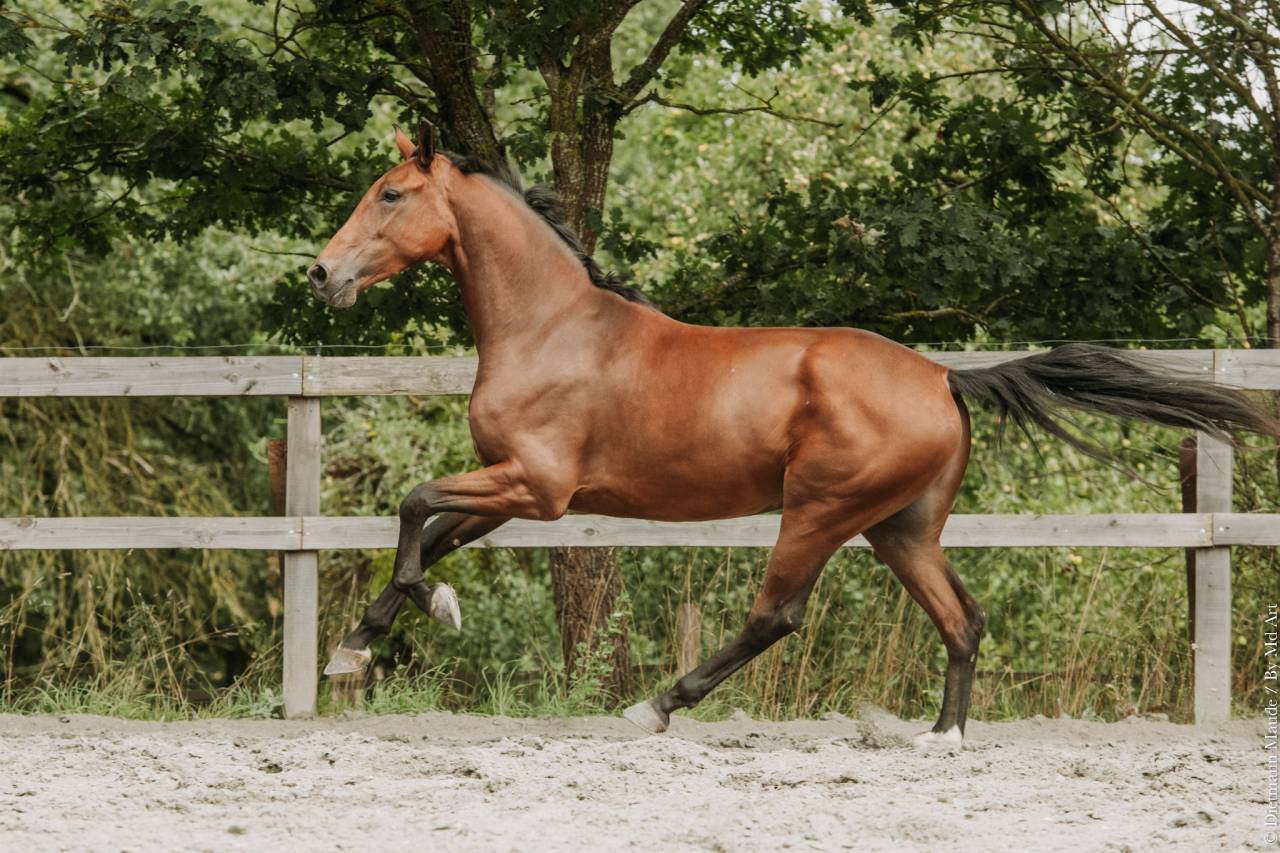 Castrone KWPN Cavallo da Sport Neerlandese In vendita 2022 Baio