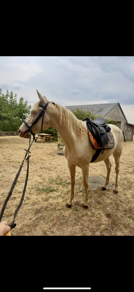 Cavalla Lusitano In vendita 2023 Crema ,  X&aacute;