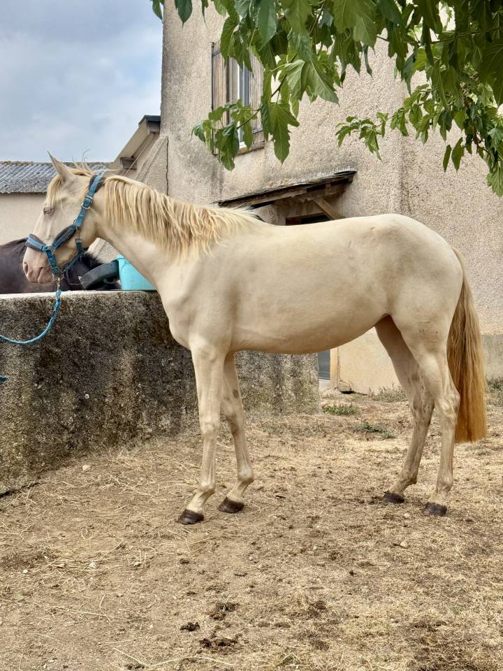 Cavalla Lusitano In vendita 2023 Crema ,  X&aacute;
