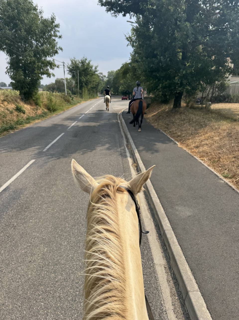 Cavalla Lusitano In vendita 2023 Crema ,  X&aacute;