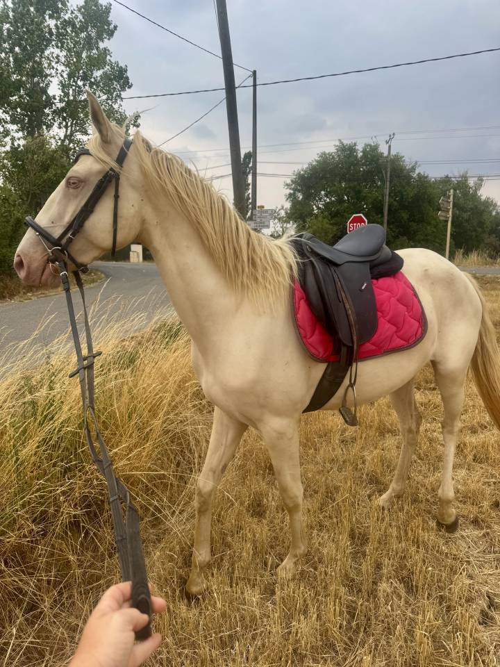 Cavalla Lusitano In vendita 2023 Crema ,  X&aacute;