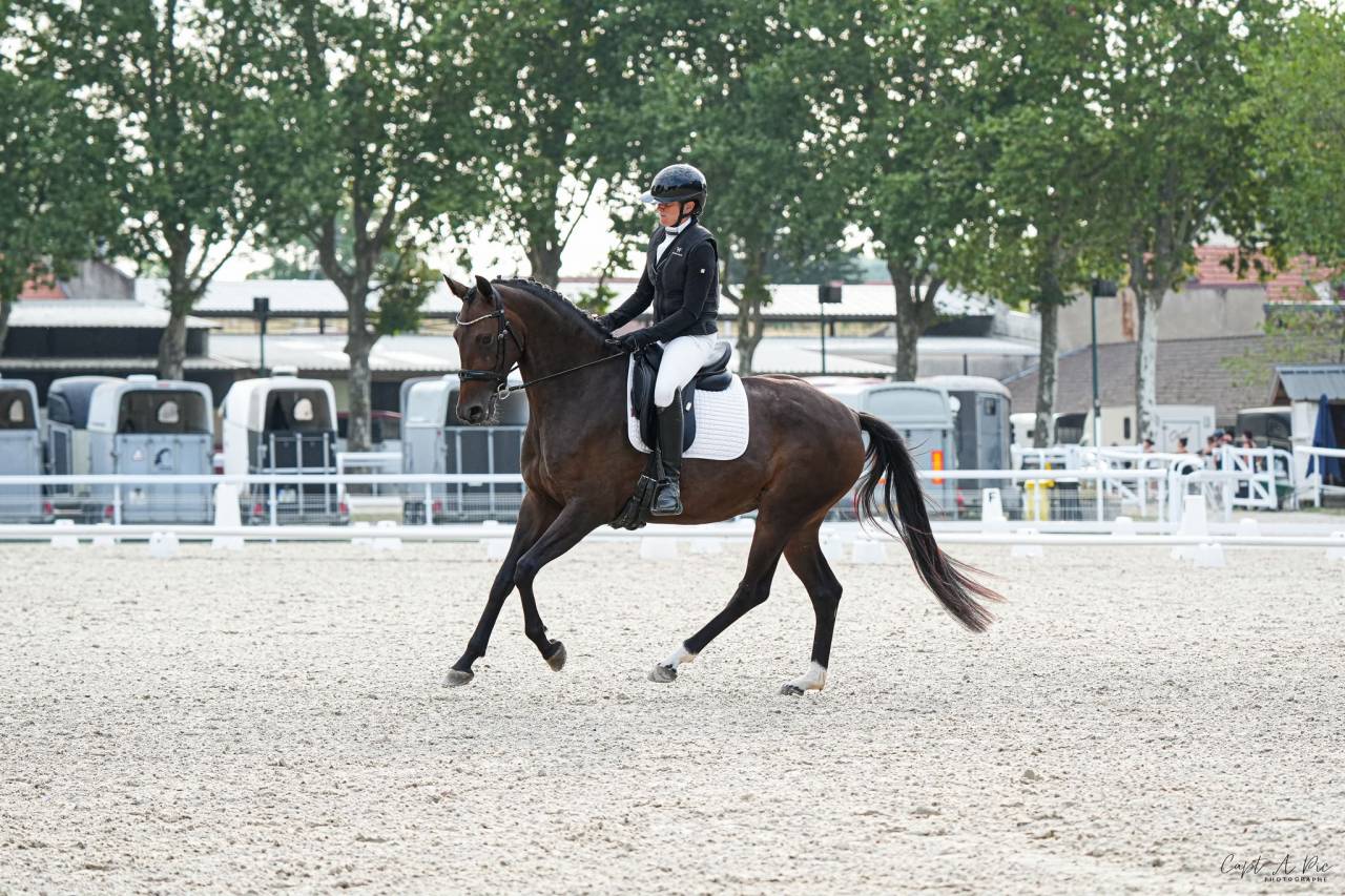 Cavalla KWPN Cavallo da Sport Neerlandese In vendita 2022 Baio scuro