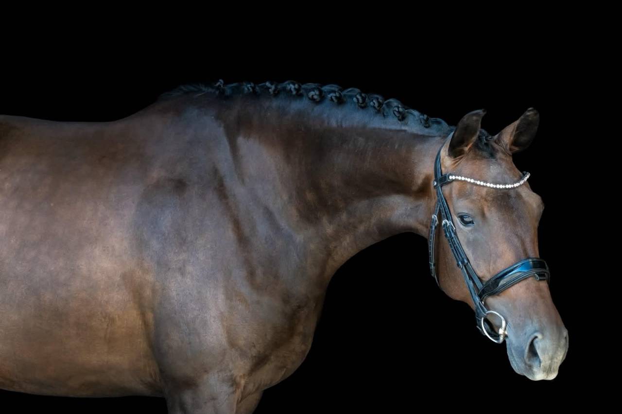 Cavalla KWPN Cavallo da Sport Neerlandese In vendita 2022 Baio scuro