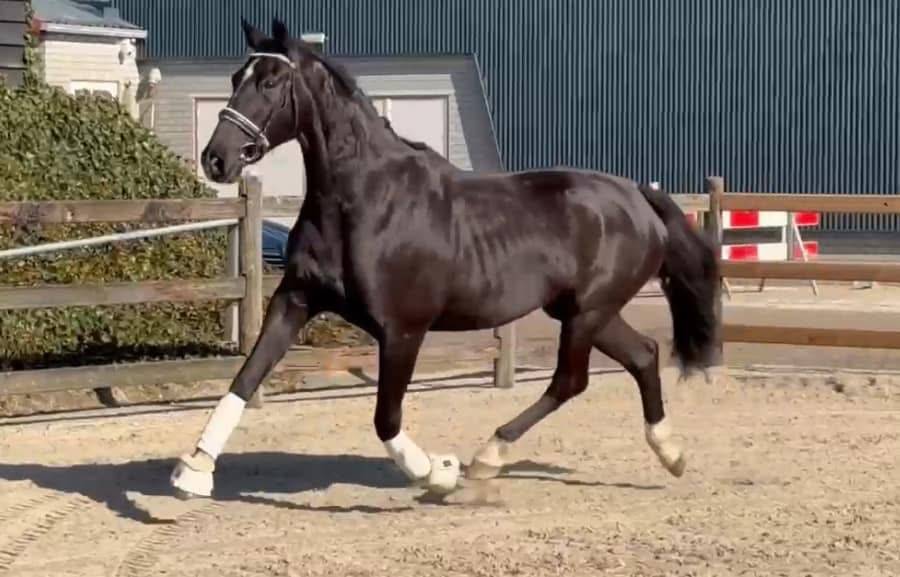 Cavalla KWPN Cavallo da Sport Neerlandese In vendita 2015 Nero