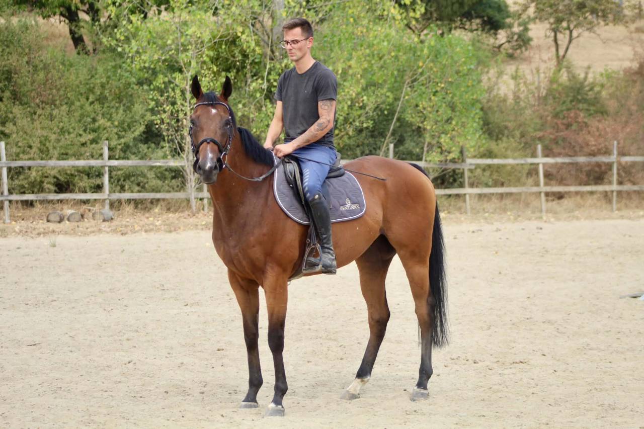 Castrone Cavallo da Sangue In vendita 2019 Baio