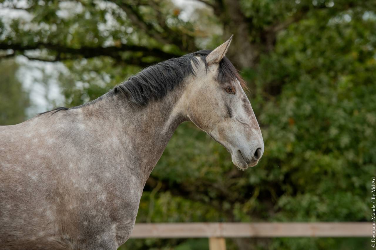 Cavalla Lusitano In vendita 2020 Grigio