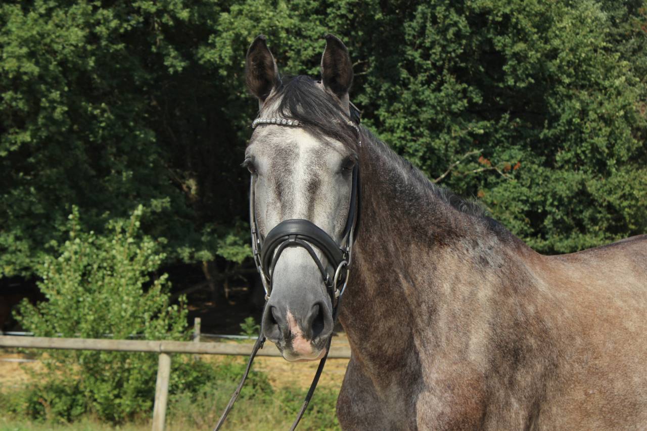 Castrone PRE Andaluso In vendita 2022 Grigio