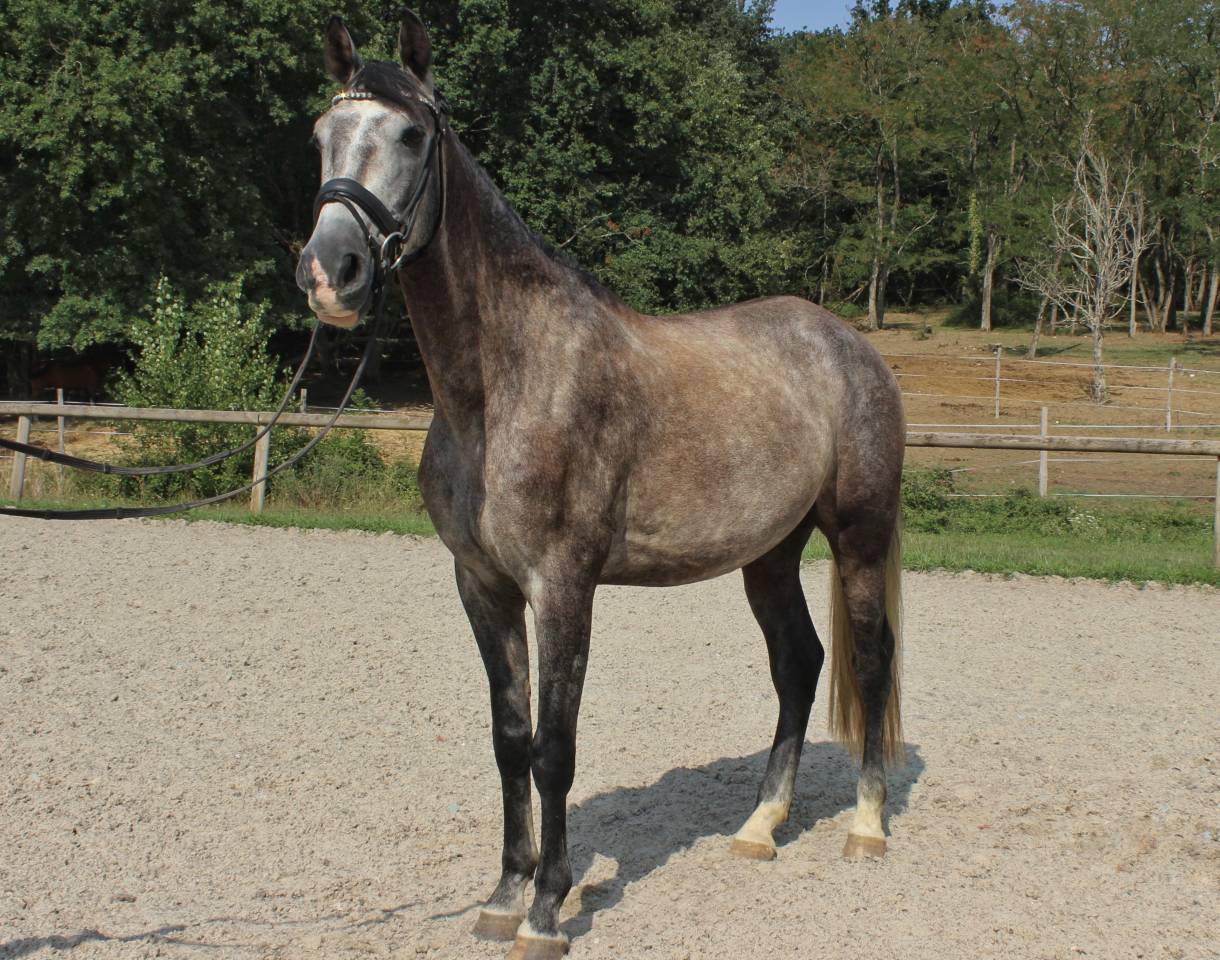 Castrone PRE Andaluso In vendita 2022 Grigio