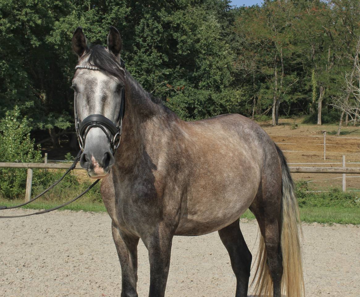 Castrone PRE Andaluso In vendita 2022 Grigio