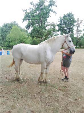 Cavalla Percheron In vendita 2013 Grigio ,  un de mai de la baco