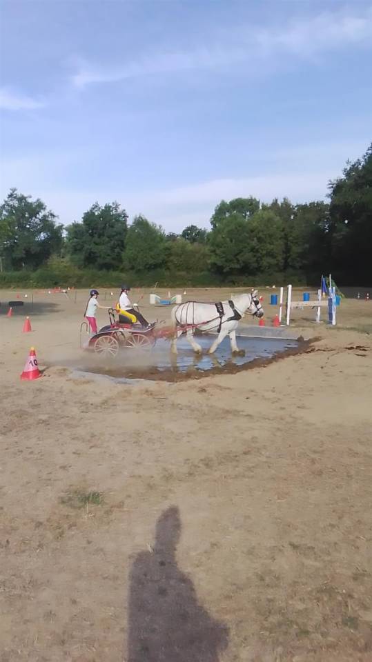 Cavalla Percheron In vendita 2013 Grigio ,  un de mai de la baco