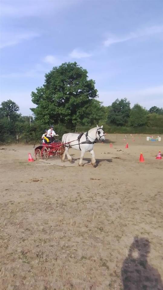 Cavalla Percheron In vendita 2013 Grigio ,  un de mai de la baco