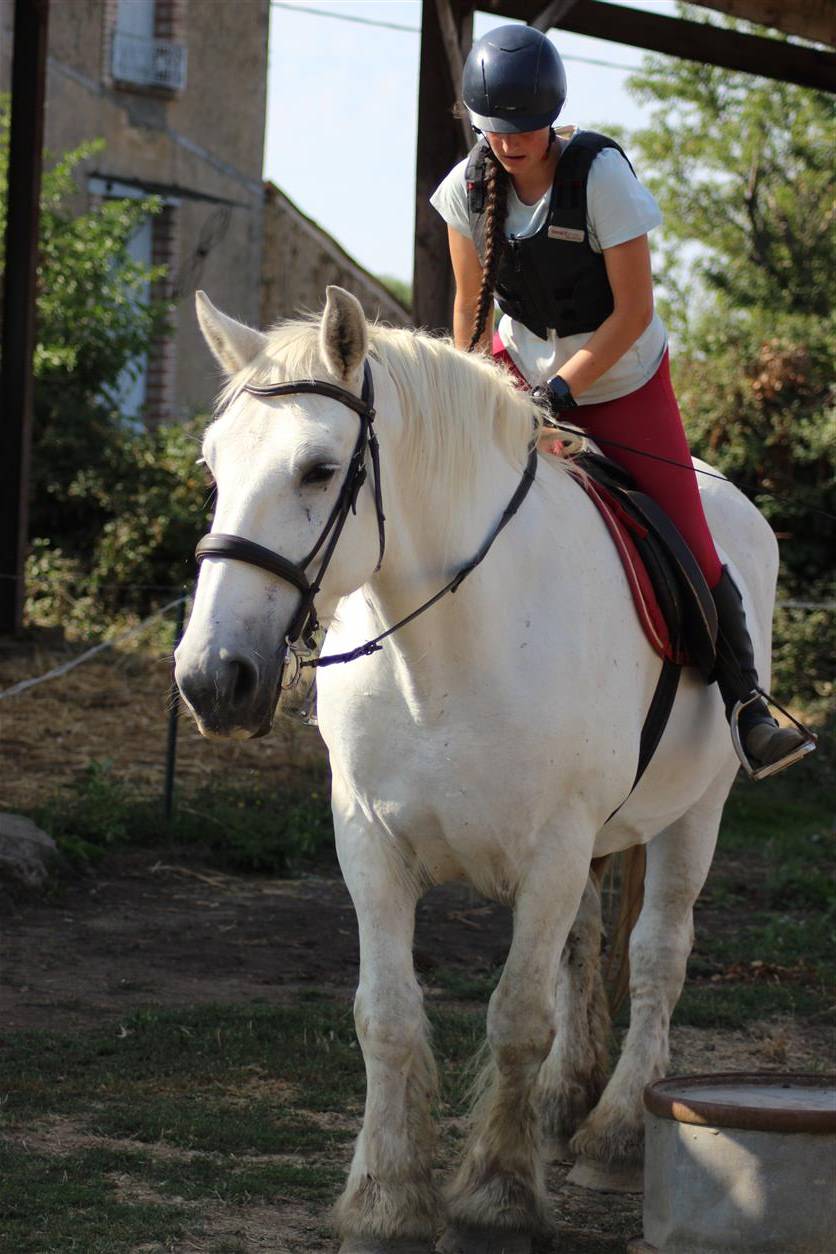 Cavalla Percheron In vendita 2013 Grigio ,  un de mai de la baco