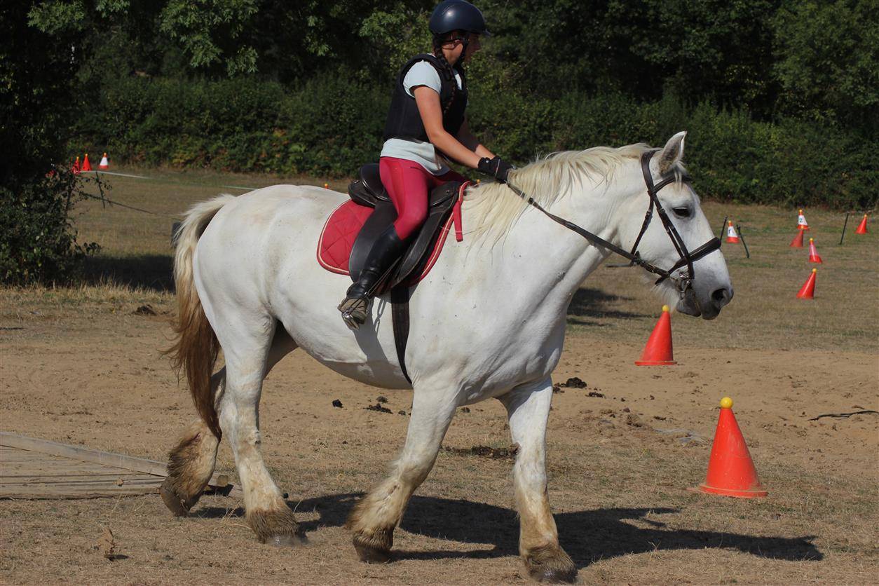 Cavalla Percheron In vendita 2013 Grigio ,  un de mai de la baco
