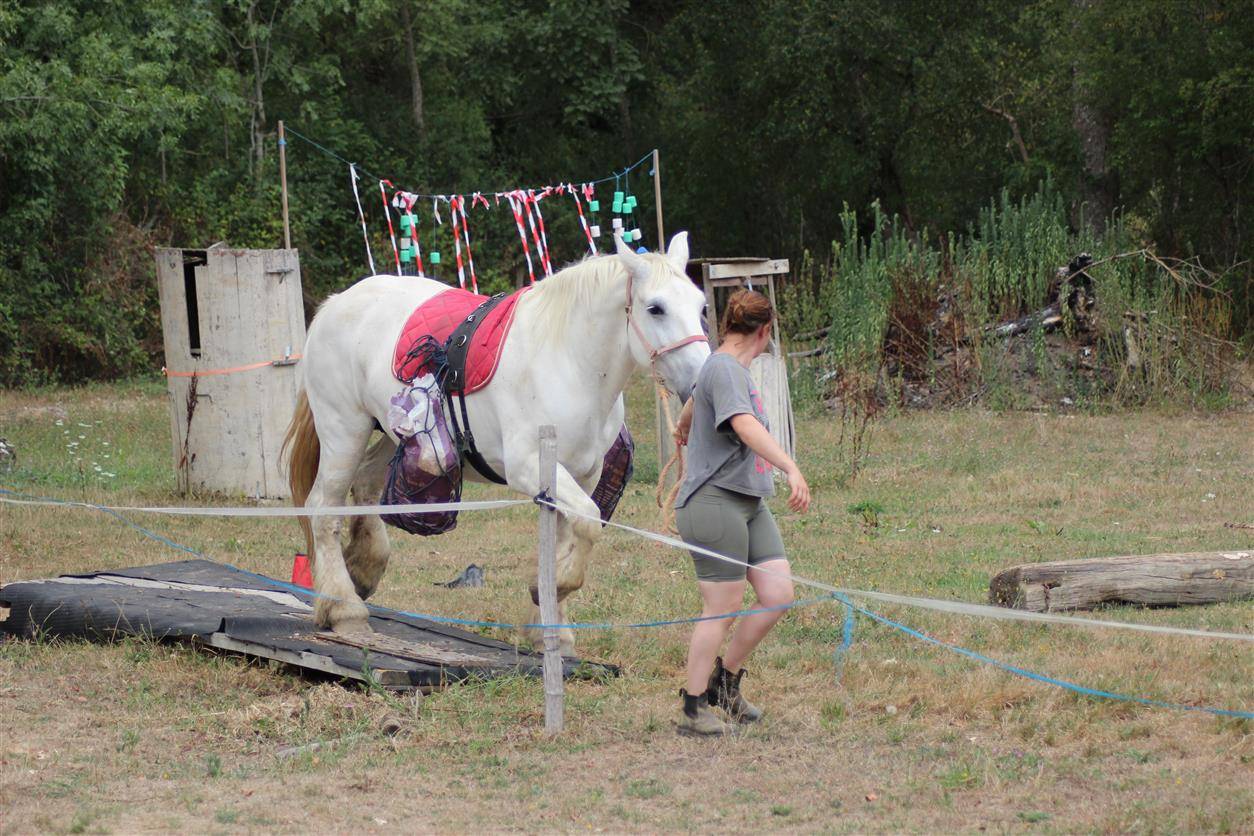 Cavalla Percheron In vendita 2013 Grigio ,  un de mai de la baco