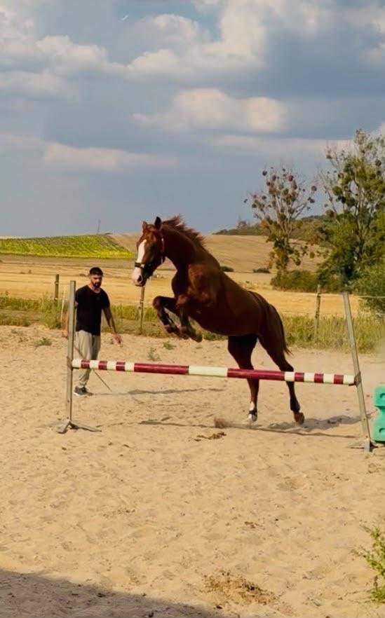 Intero KWPN Cavallo da Sport Neerlandese In vendita 2024 Sauro